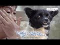 강아지는 절대 우리의 손을 먼저 놓지않습니다ㅣHumans Abandon Dogs. No Dogs Betray You