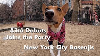 Aika Visits From Chile; Joins the Party - New York City Basenji Meetup - 24 December 2023 by New York City Basenjis 358 views 4 months ago 3 minutes, 12 seconds