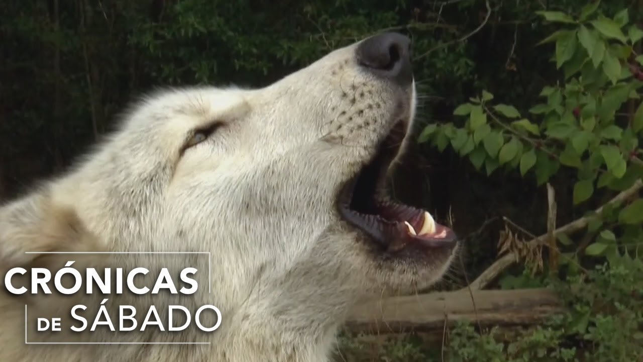 De la selva a la civilización donde tanto había sufrido