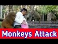 monkey attack | jangli bandar ka hamla |monkeys fighting