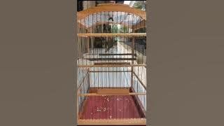 CIBLEK SEMI ISIAN CILILIN