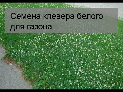 Вопрос: Как вырастить лужайку из клевера?