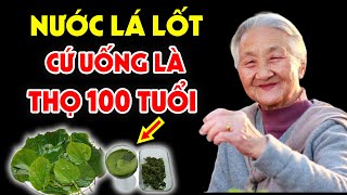 Lấy Lá Lốt Nấu Nước Uống Theo Cách Này Là Bạn Đã Tạo Ra Thần Dược 100 Triệu Chẳng Mua Nổi