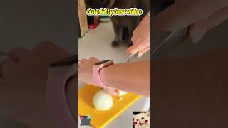 Лучшее видео с милым котенком #смешно #кот #смешнойкот #милыйкот