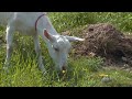 Новоуренгоец разводит коз и мечтает о большой ферме