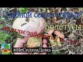 Грибы в Израиле. Первый болетус! Сезон открыт! Сбор грибов, тихая охота.