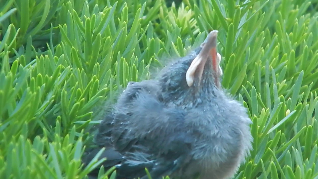 baby blue jay fell out of nest