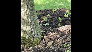 Making the Most of Your Tree with a Soft Landing Garden