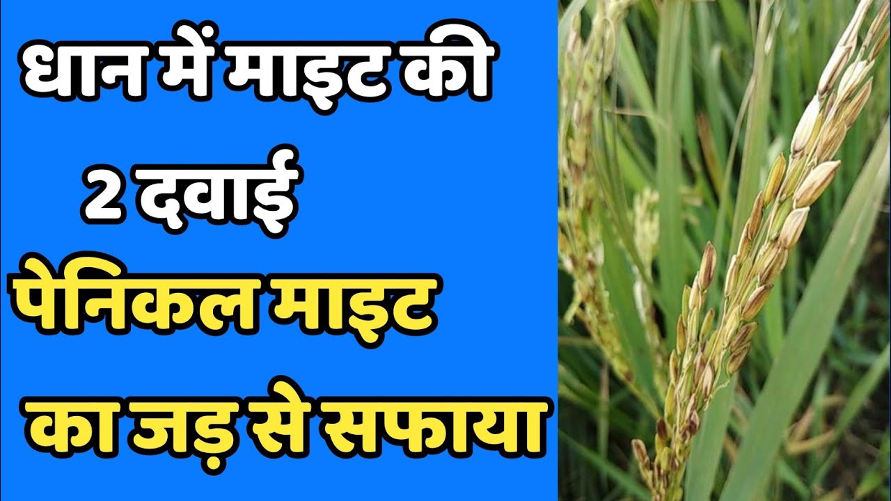 dhan-me-bali-nikalte-samay-kya-dale-dhan-ka-bali-dhan-ki-bali-ka-rog