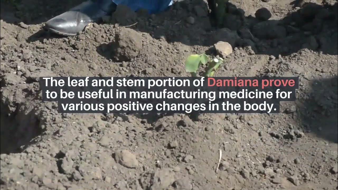 "Unlock the Mystical Powers of Damiana Leaf Medicinal Uses, Magic, and