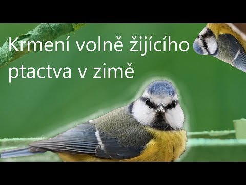 Video: Jak Krmit Městské Ptáky V Zimě