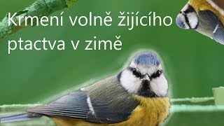 Krmení volně žijícího ptactva v zimě