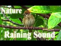 Natural raining sound with thunder and birds  relaxing deep sleep water meditation insomnia