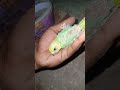 Finally! Green feathers nikal aaye 😍 | Budgie Chick 20 Days Progress #shorts #birds #budgies