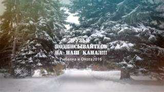 Зверский бой Лайки vs Кабан видео +18 Рыбалка и Охота 2016 Зверский бой Лайки vs Кабан видео +18 Рыбалка и Охота 2016
