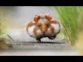 【爆笑】ハムスターのおもしろい・可愛い・ハプニング動画特集！