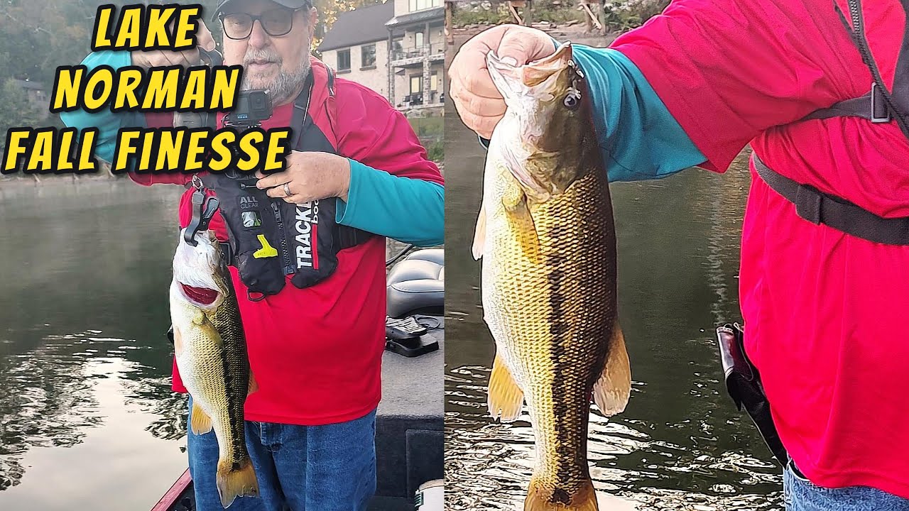 Lake Norman Delivers Fat Bass   They're Feeding Up! Fall Bass Fishing