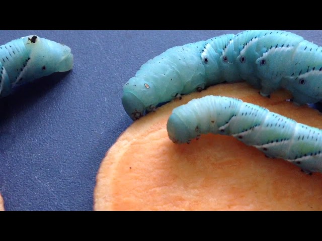 what do tobacco hornworms eat Tomato EnviroTip #1: Tomato Hornworms: Feeling
