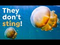 How Millions of Stingless Jellyfish Ended Up in One Lake