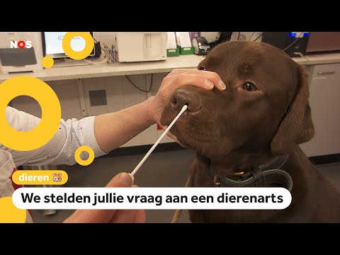 Video: Vraag een dierenarts: Kan mijn hond de ziekte van Alzheimer krijgen?