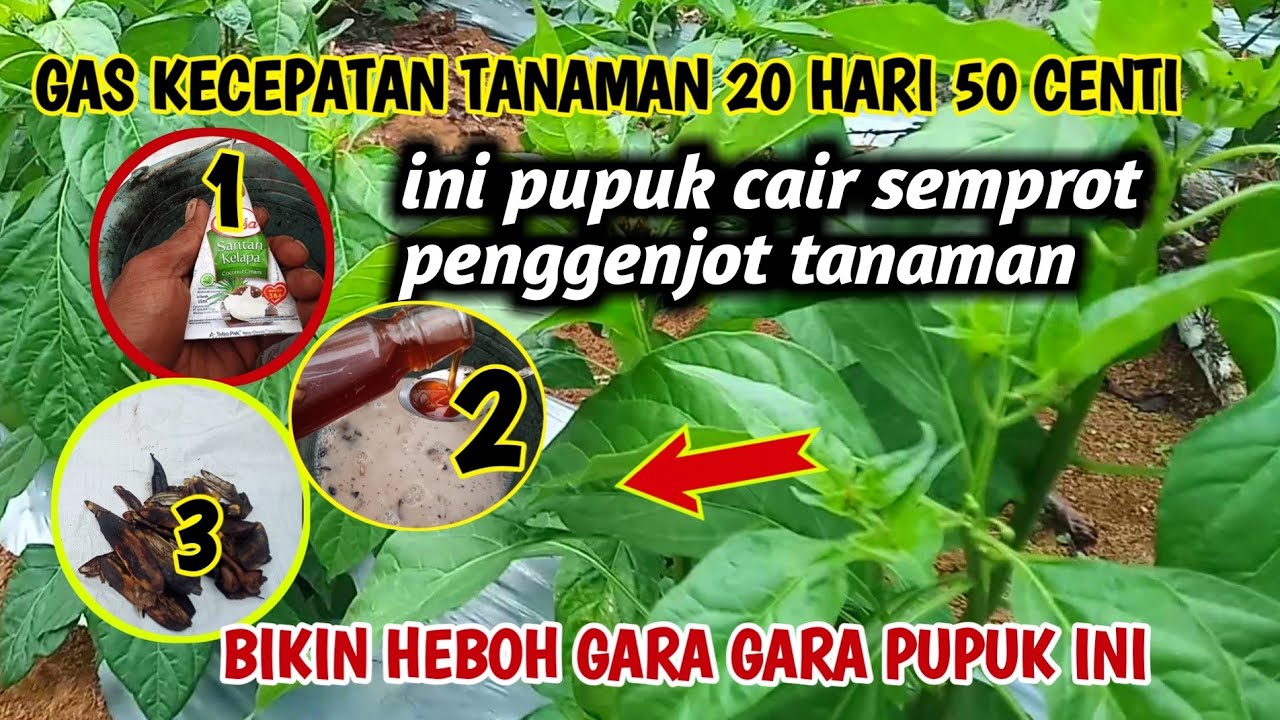 Saya temukan pupuk pembesar tanaman dengan cepat 20 hari tinggi 50 centi cuma di sepray