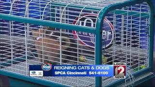 Adopt-A-Pet: Saturday, May 3, 2014