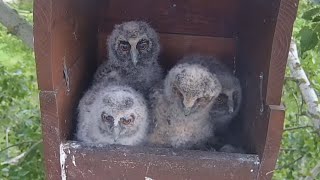 RIP little owlet | T5 is no more | Long-eared Owls (Tiszavasvári, Hungary) | May 19, 2024