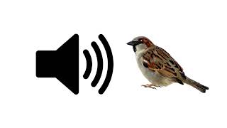 Bird Chirping - Sound Effect Prosounds