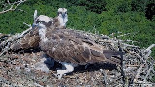 Rybołowy Online Puszcza Barlinecka / Ospreys Online in Barlinecka Forest