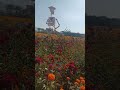 campos de cempasúchil y catrinas monumentales #mexico #atlixco