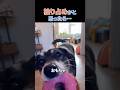 優しい世界すぎた #犬 #猫 #犬と猫 #優しい世界 #ほっこり #shorts
