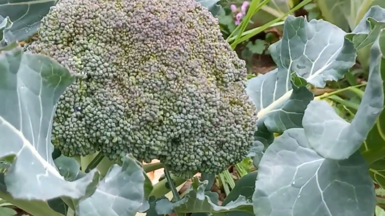 DOĞAYI KEŞFET 👍🐈‍⬛🎄🎄🏝