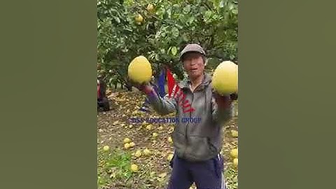 Công việc farms tại Robinvale Úc kiếm 300 đô Úc/ ngày – HÁI BƯỞI