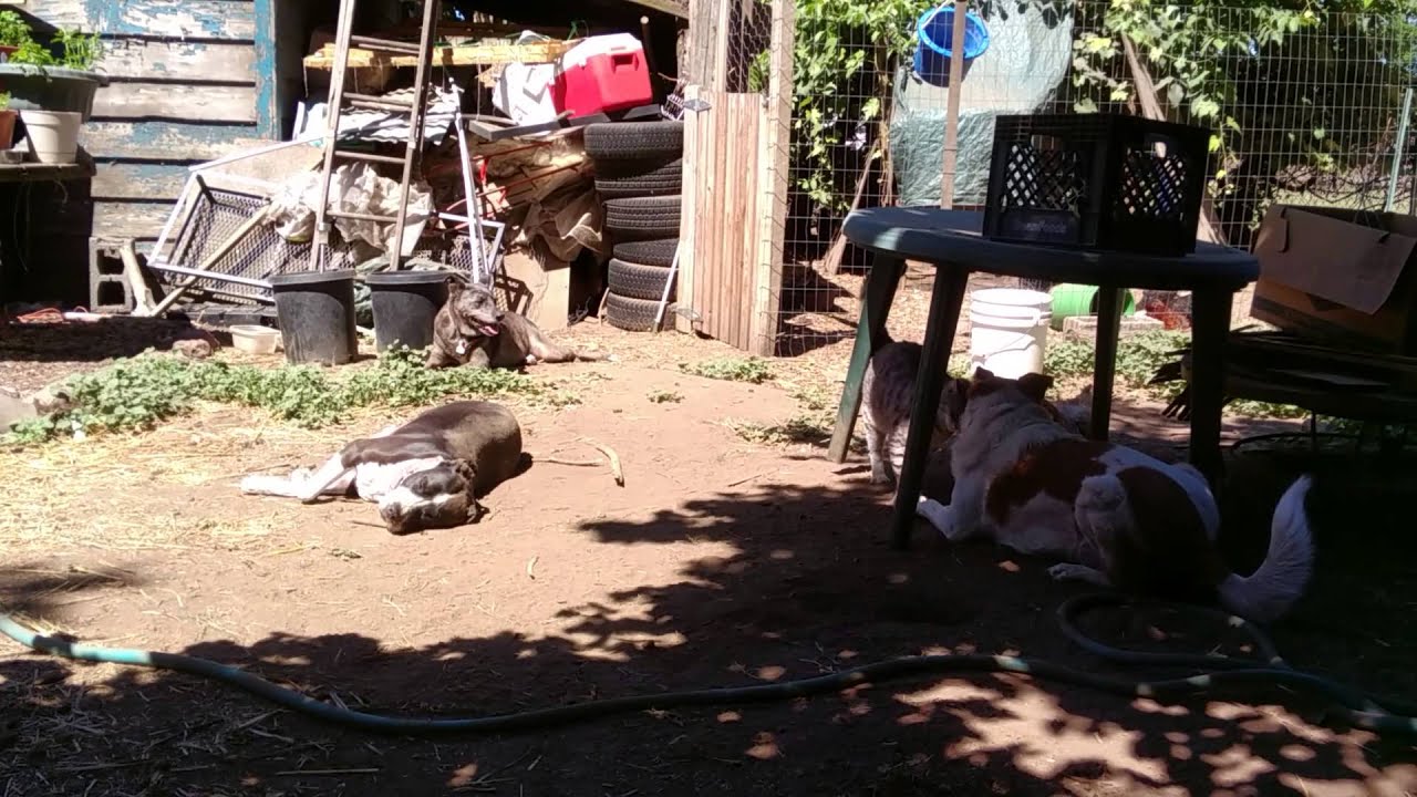 White Trash Farm Harmony