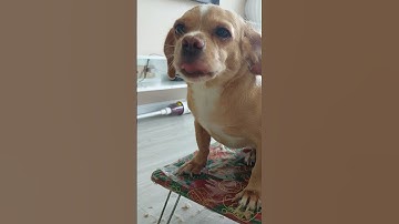 con Lu xuống tóc đi tu rồi nè bà con ơi!