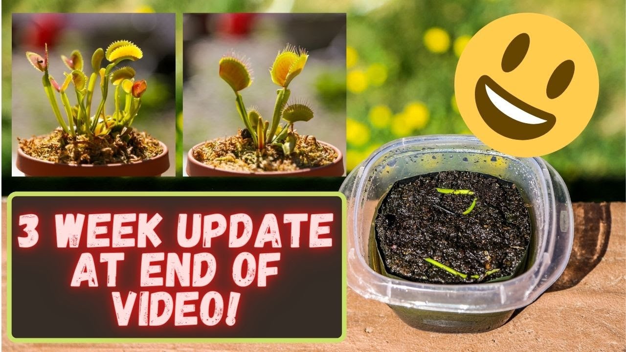 How To Propagate & Clone A Venus Flytrap Cultivar: B52 & UK Sawtooth II