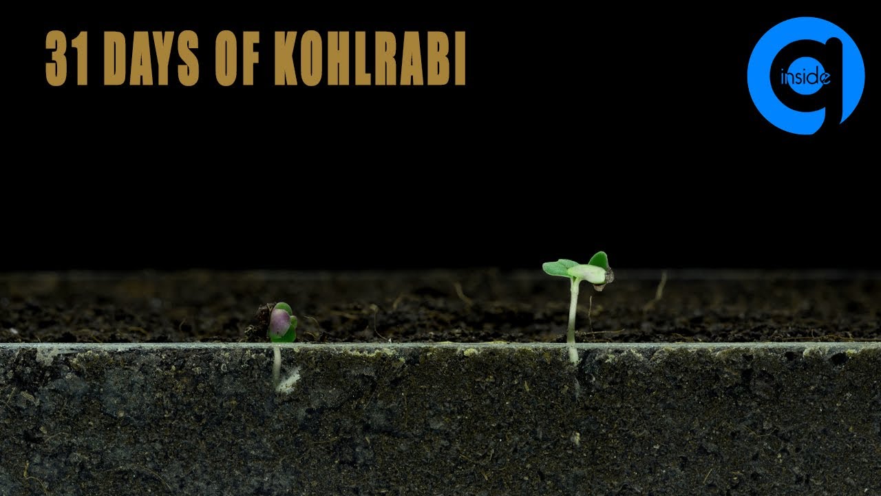 Kohlrabi Seed Germination & Growth Time Lapse Soil cross section