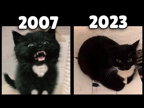 Evolution Of Maxwell The Cat