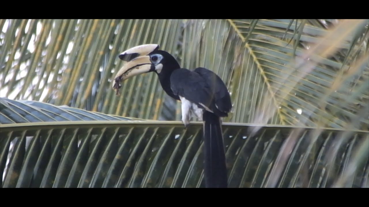 Oriental-pied Hornbill / Kangkareng Perut Putih / Anthracoceros