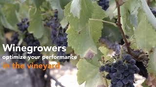 Optimize Your Performance And Save Time In The Vineyard Using Vintel Within Process2Wine