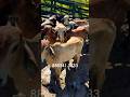 BOIADA GIR A VENDA #gado #pecuarista #fazenda #touro #vaquejada #vidanaroça #rural