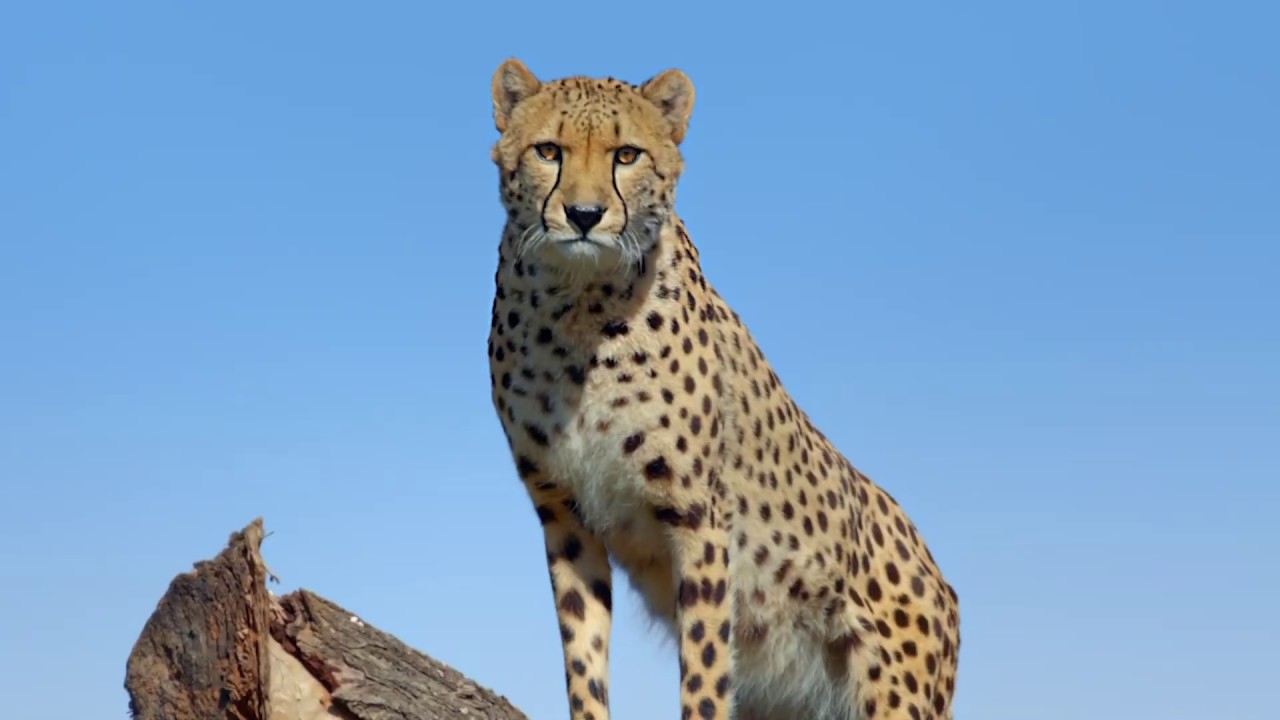 Sydney Zoo | 15 Second TVC