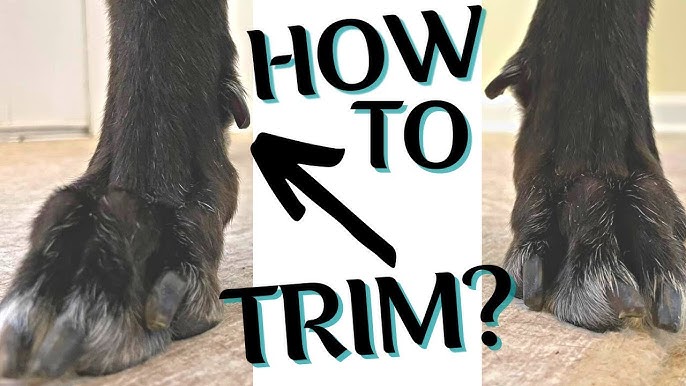 Doggie Desensitization: How To Introduce A Dremel (And Other Processes) To  A Dog 