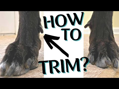 वीडियो: कुत्ते के टूटे हुए पैर को कैसे विभाजित करें
