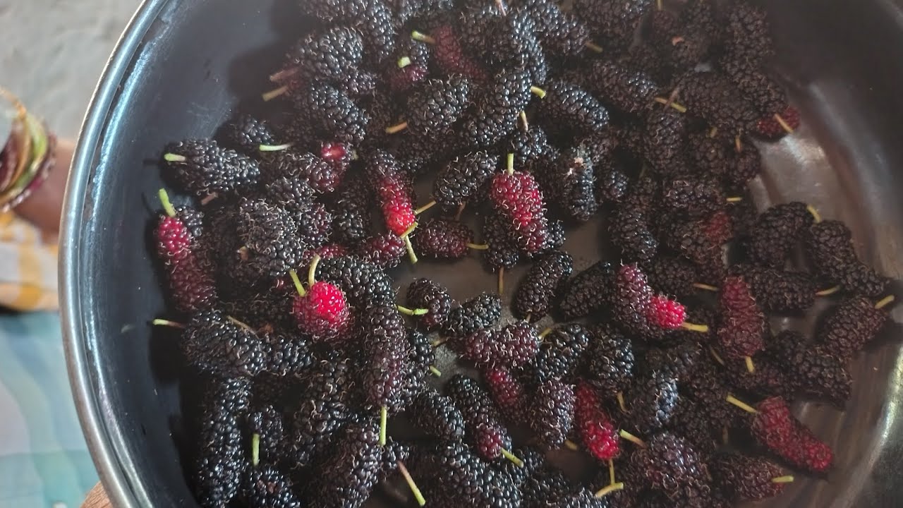 ଆଜି ମୁଁ ଷ୍ଟ୍ରୋବେରୀ ଗଛ ଦେକିଲି ! ଆହୁ କାଇଲି||sroberytress# fruits#