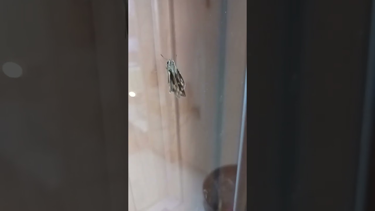 leonard's skipper (i think) 