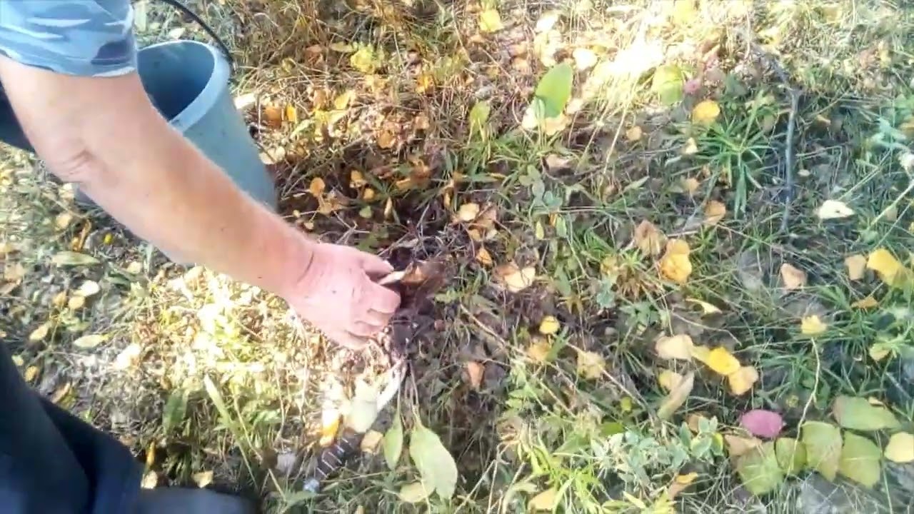 Где собирали оку