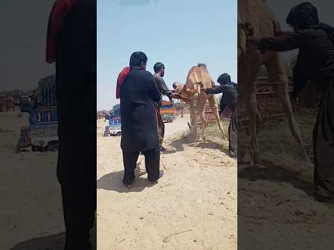 أداء الجمال الرائع منظر جميل للجمل المبتسم في السوق