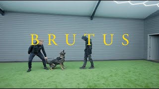 Brutus the German Shepherd  - Family protection Dog by Protection Dogs WorldWide 3,241 views 6 months ago 3 minutes, 45 seconds