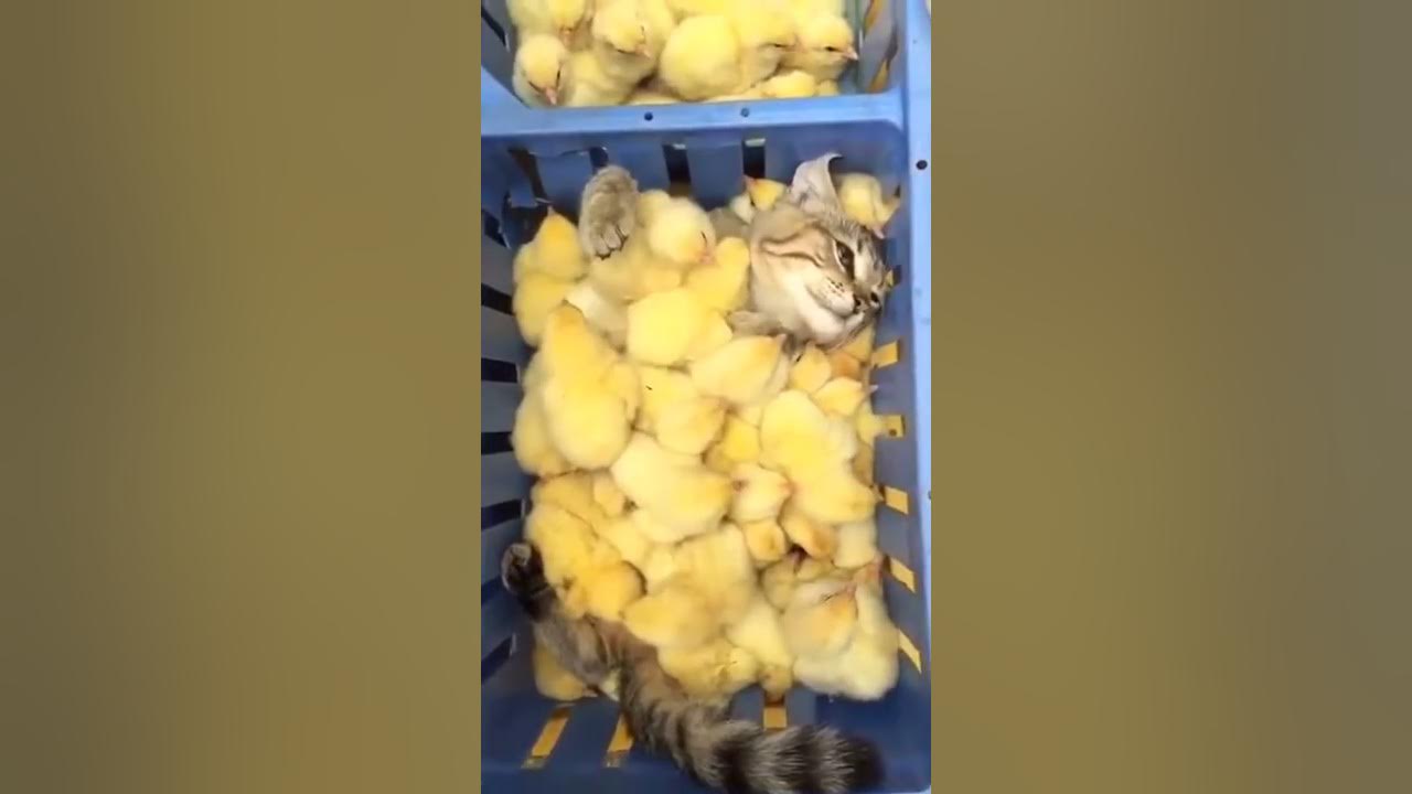 кот открывает ящик комода